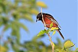 Orchard Orioleborder=