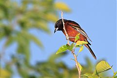 Orchard Oriole