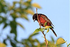 Orchard Oriole