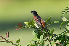 Orchard Oriole