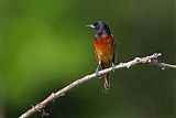 Orchard Orioleborder=