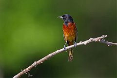 Orchard Oriole