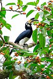 Oriental Pied-Hornbillborder=