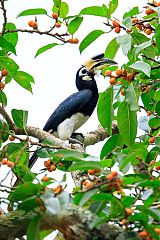 Oriental Pied-Hornbill