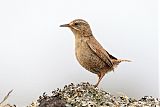 Pacific Wren