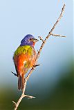 Painted Bunting