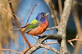 Painted Bunting