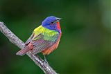 Painted Bunting