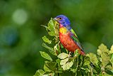 Painted Bunting