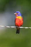 Painted Bunting