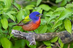 Painted Bunting