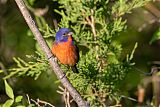 Painted Bunting