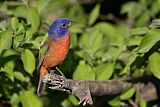 Painted Bunting