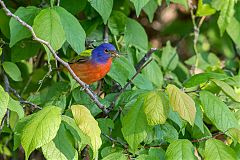 Painted Bunting