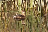 Pied-billed Grebeborder=