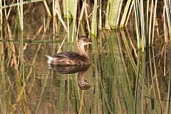 Pied-billed Grebe