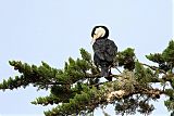 Pied Cormorantborder=