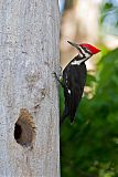 Pileated Woodpecker