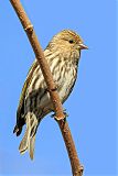 Pine Siskin