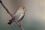 Pine Siskin