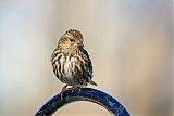 Pine Siskin