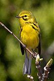 Prairie Warbler