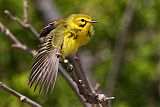 Prairie Warbler