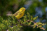 Prairie Warbler