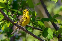 Prairie Warbler