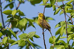 Prairie Warbler