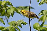 Prairie Warbler