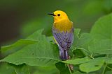 Prothonotary Warbler