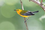 Prothonotary Warbler