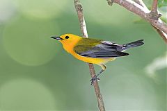 Prothonotary Warbler