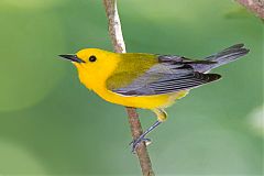 Prothonotary Warbler