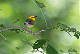 Prothonotary Warbler