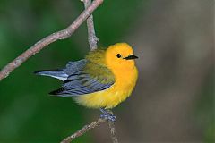 Prothonotary Warbler