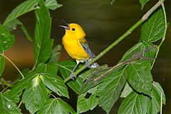 Prothonotary Warbler