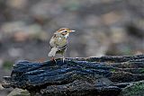 Puff-throated Babbler