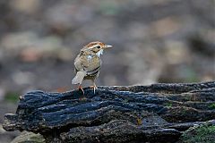 Puff-throated Babbler