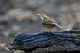 Puff-throated Babbler