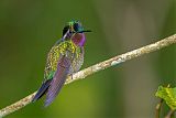 Purple-throated Mountain-gem