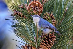 Pygmy Nuthatch