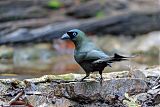 Racket-tailed Treepie