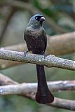 Racket-tailed Treepie