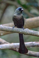 Racket-tailed Treepie