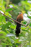 Raffles's Malkoha