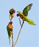 Red-collared Lorikeetborder=