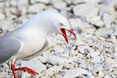 Silver Gull