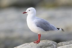 Silver Gull